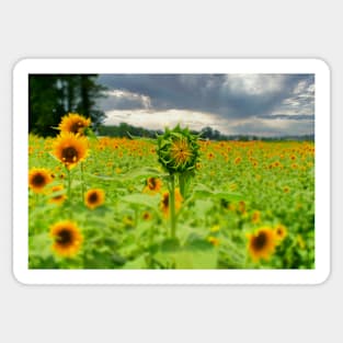 Sunflowers Sticker